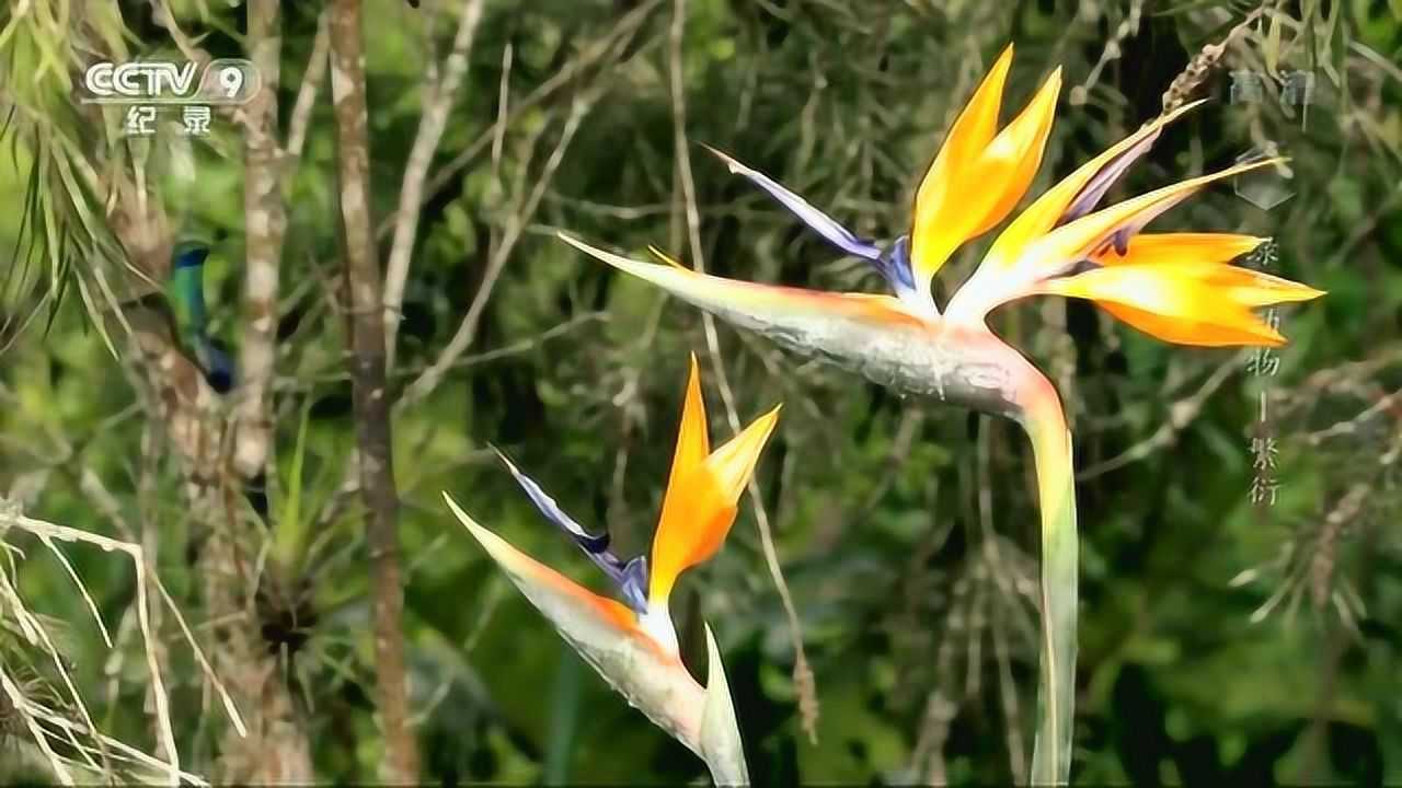 鹤望兰又名天堂鸟花,其花朵形状如同一只飞翔的小鸟_高清1080p在线