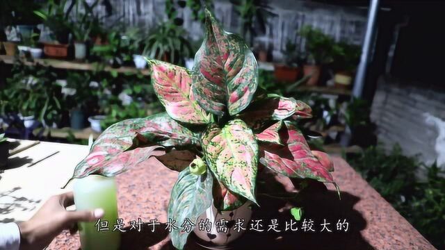 花叶万年青要进行“精养”,稍不慎就会出现各种问题