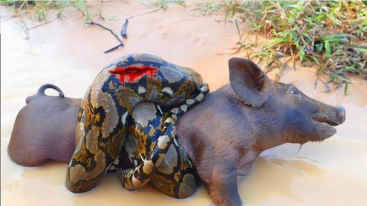 巨蛇捕食吃野猪结果出人意料镜头记录全过程