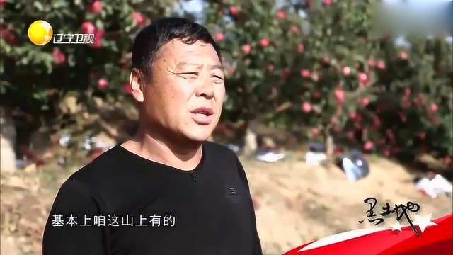 海城:寒富苹果平均价格1块多,这里能卖到3块多