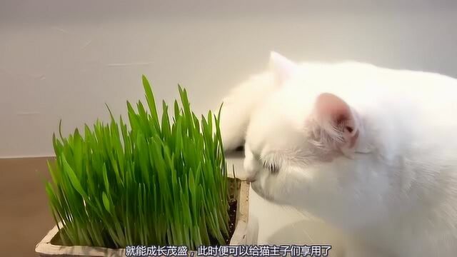 猫主子们最爱的猫草,种植方法简单易操作,铲屎官们还不学起来