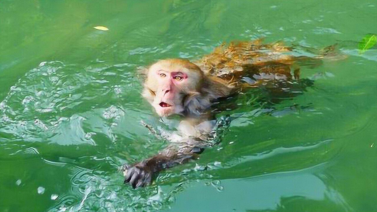 水鬼真的存在还是民间俗称的水猴子专家都无法解释