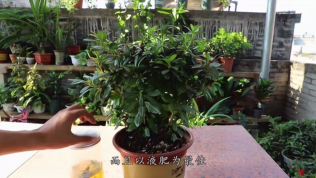 杜鹃花花少色淡?给它吃上几次“催花肥”开花多花色艳