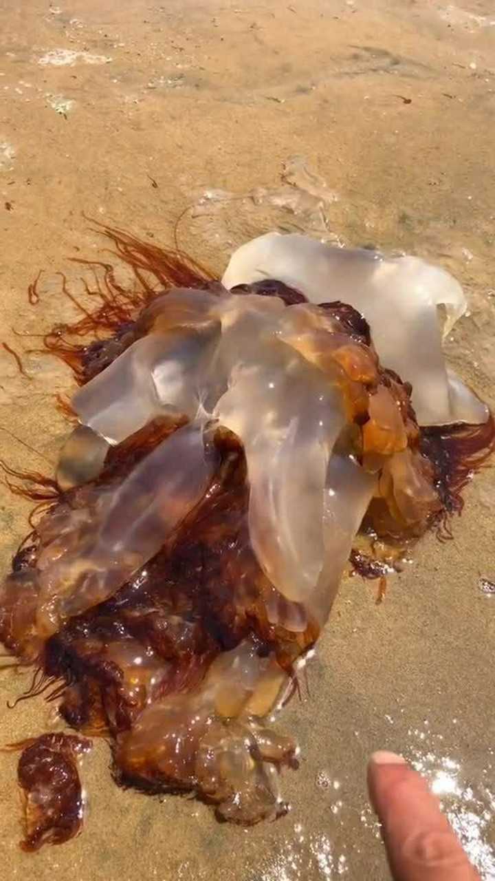 很幸运哦,遇到一个水母,红色的不能碰有毒,你喜欢吗?