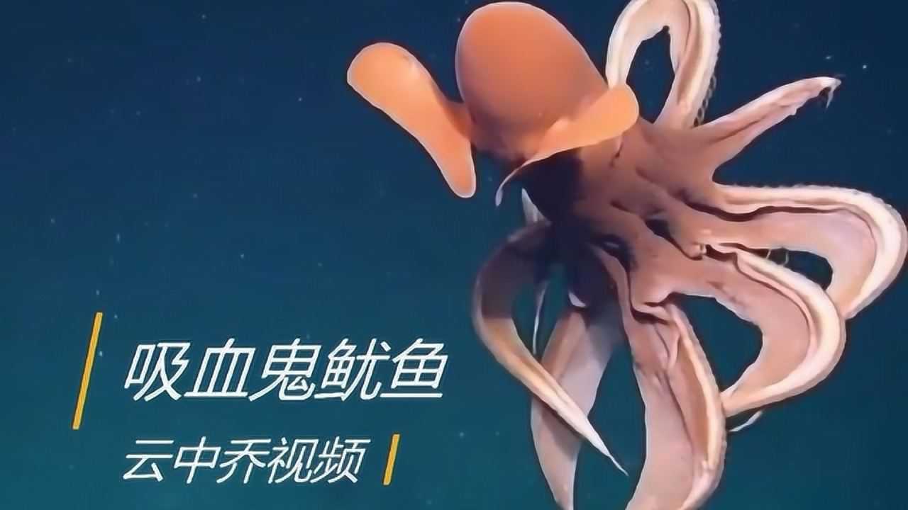 邪恶的优雅,吸血鬼乌贼