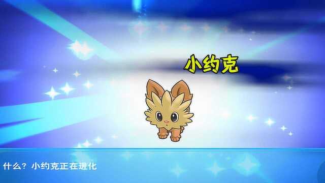 口袋妖怪新手神宠小约克你还记得吗超进化拥有稀有神技