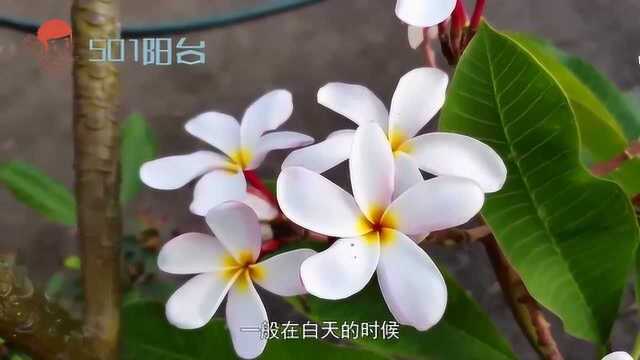 听说过鸡蛋花吗?简单好养,花的香味还非常清新