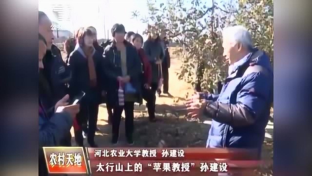 河北农业大学“苹果教授”孙建设:我让它长就长,我让它停就停!