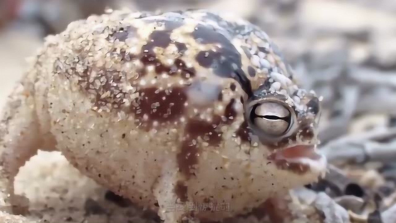 沙漠雨蛙全网颜值最可爱的一种蛙叫声还很有趣
