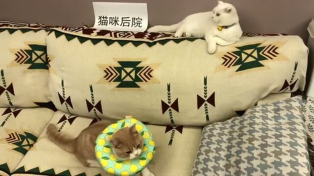 猫咪后院猫咪后院