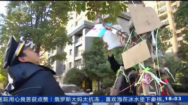 绿化树变广告树 市民:有碍观瞻