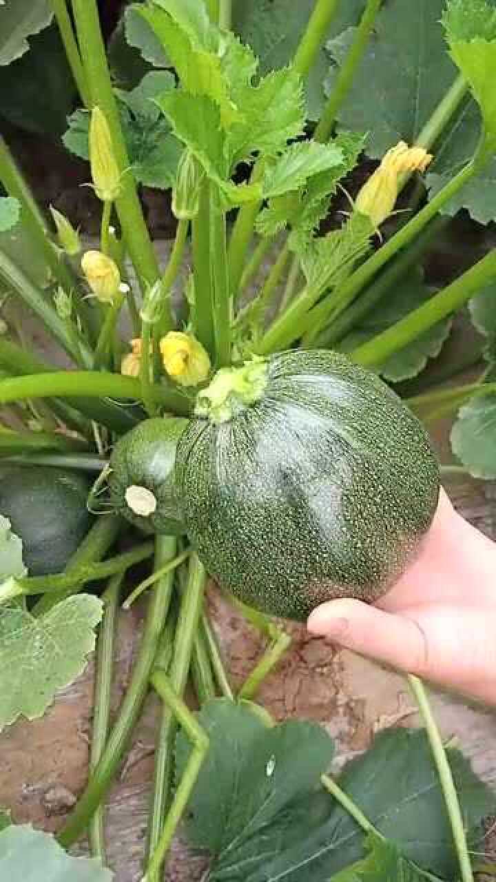 自己种的西葫芦,又大又圆又好吃,关键还好种!