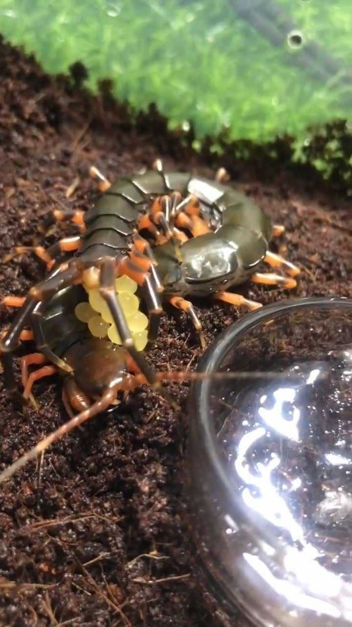 动物小世界,蜈蚣是怎么生宝宝的,长见识了
