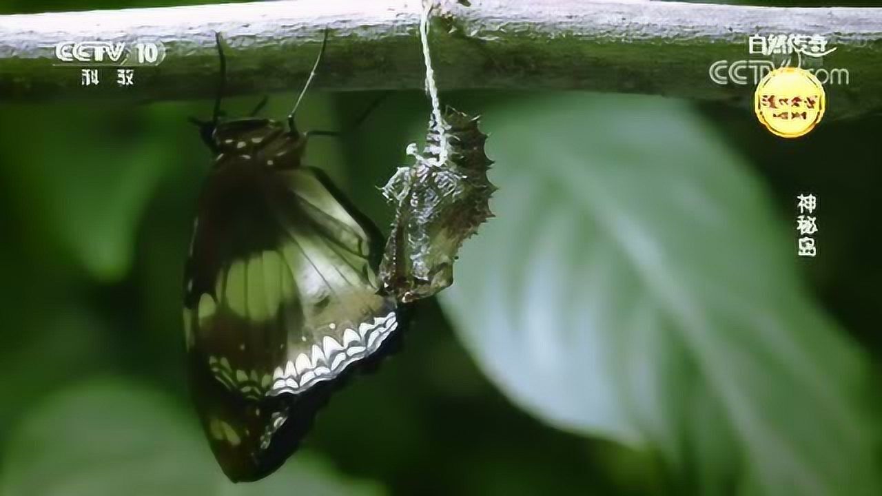 蝴蝶破茧而出渐渐展开翅膀