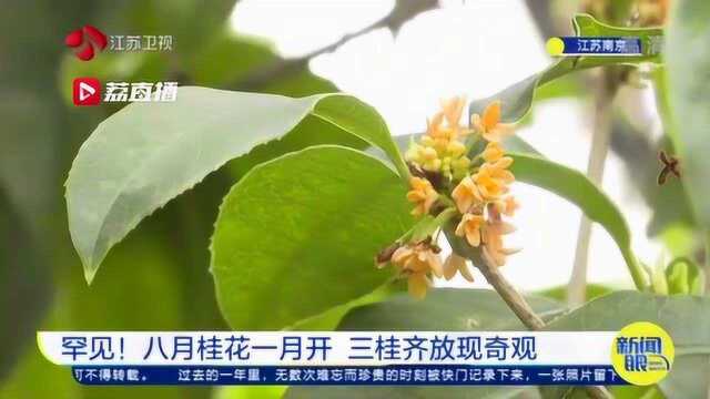 罕见!八月桂花一月开 三桂齐放现奇观