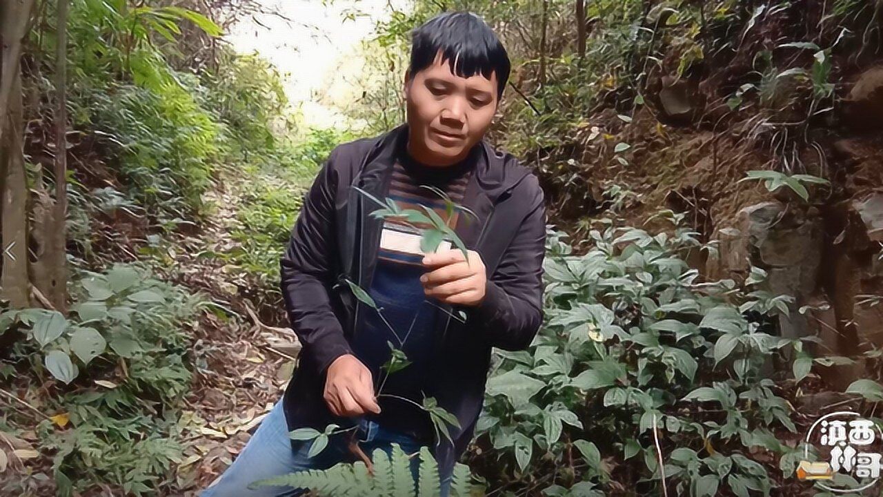 深山里发现稀有苦刺头,60元一斤的苦刺头,林哥挖了拿回家炖猪腿