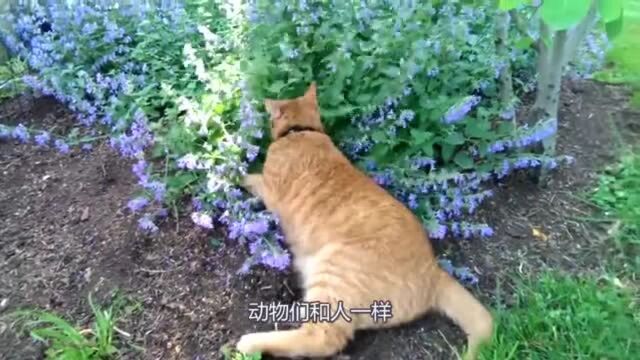 一脸悲伤的猫咪!委屈表情楚楚可怜!其实人家幸福得很!