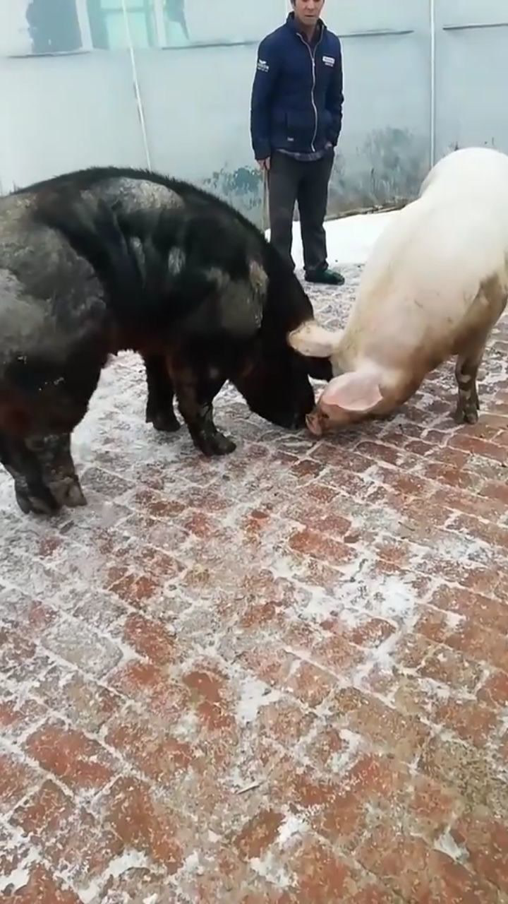 和黑猪交配会生出什么颜色的猪宝宝呢