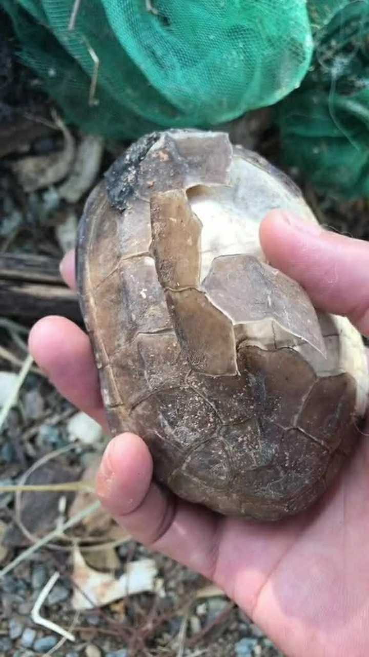 又死了一只乌龟,太可惜了!