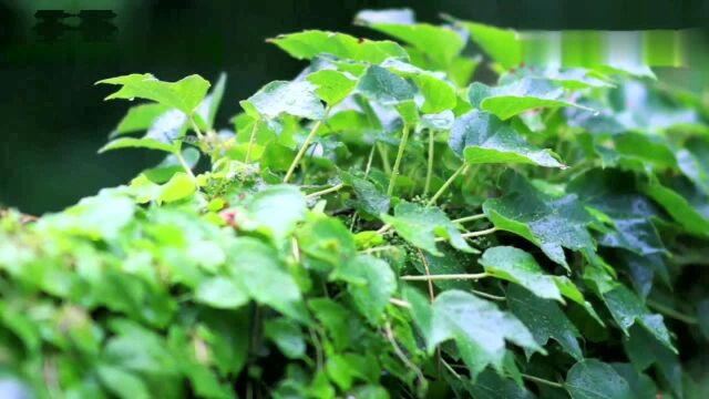 云从半山起,闲来听风雨;溪云到处自相聚,山雨忽来人不知.