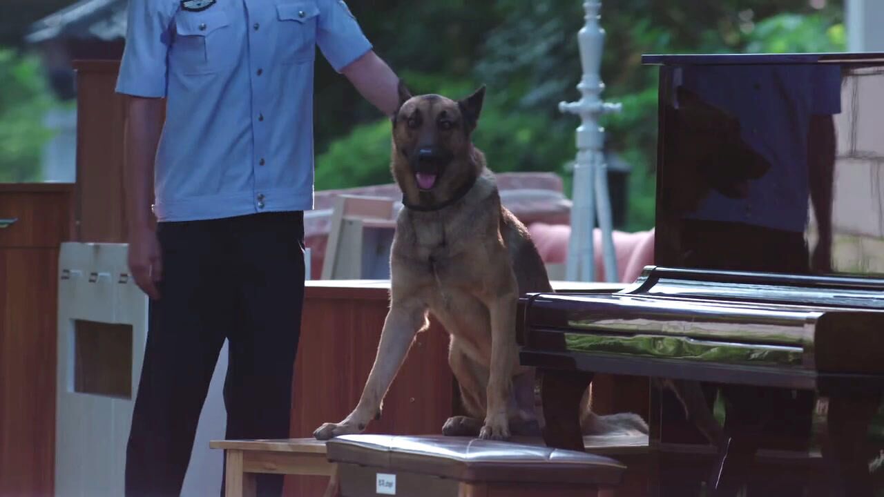 警犬来啦抑郁症大妈想自杀专家都治不好警犬华哨却有办法