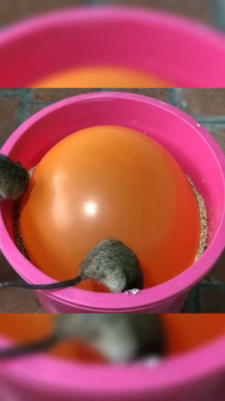 这样子抓老鼠一抓一桶