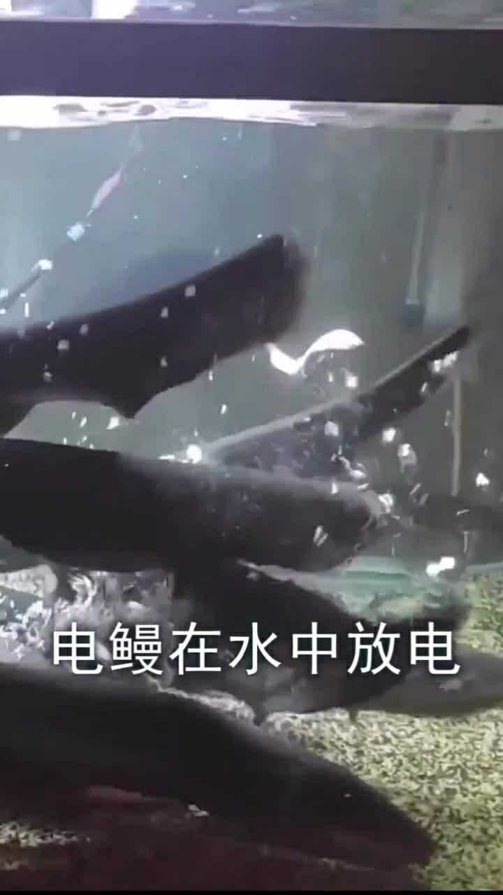 电鳗在水中放电为什么不会电到自己长知识了