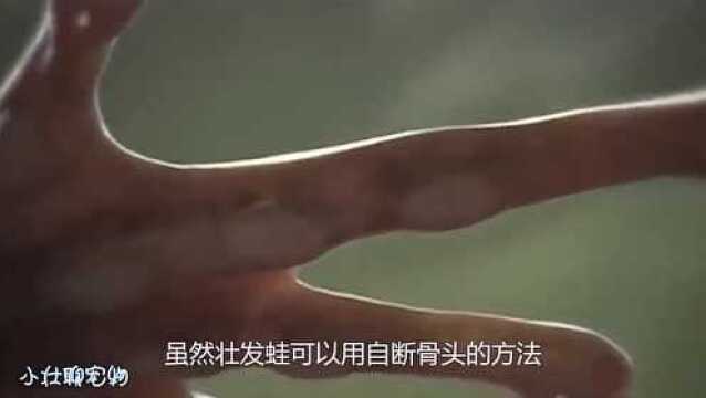 非洲壮发蛙有多残忍?遇到天敌就自断骨头,人类都难以做得到