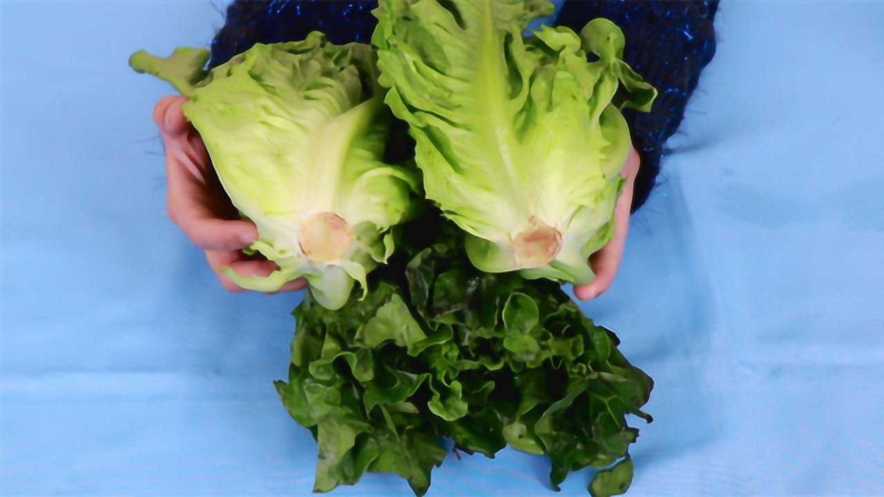 生菜根不要扔,丢玻璃杯里,10天就长出来,太实用了