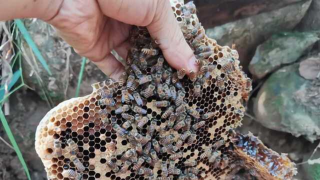 今天掏了一窝野生蜂巢,蜂蜜虽然是苦的,幸好还能卖500块钱一斤