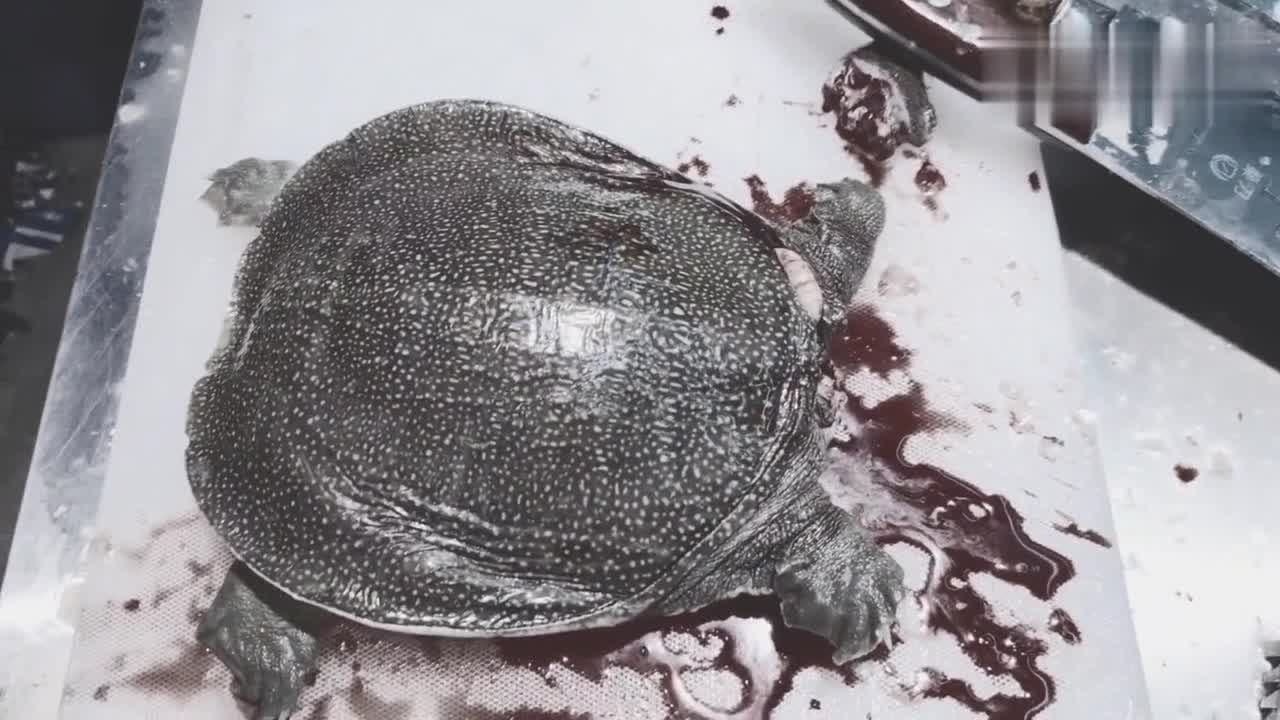 这刀工也好意思杀甲鱼,真是为甲鱼捏了一把汗