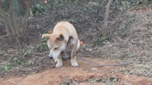 媳妇儿花了80块,买了两根猪扇骨,爷爷奶奶高兴坏了!