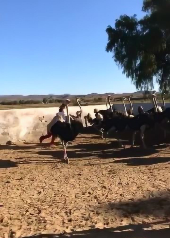 骑着鸵鸟的姑娘,鸵鸟奔跑起来姑娘吓坏了,真大胆