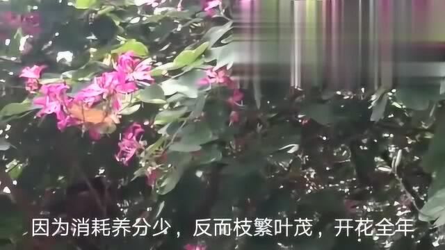 香港市花紫荆花,全年都能开花,真的太美了!