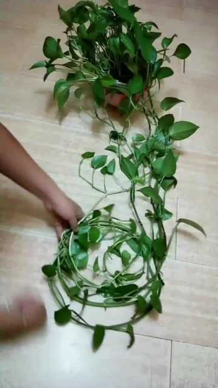 绿萝长得太快了,给它盘起来