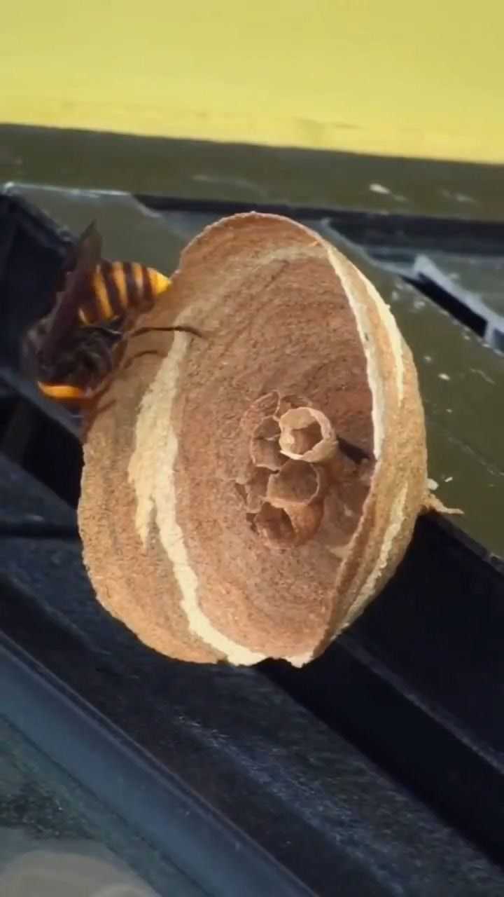 这只虎头蜂正在造窝