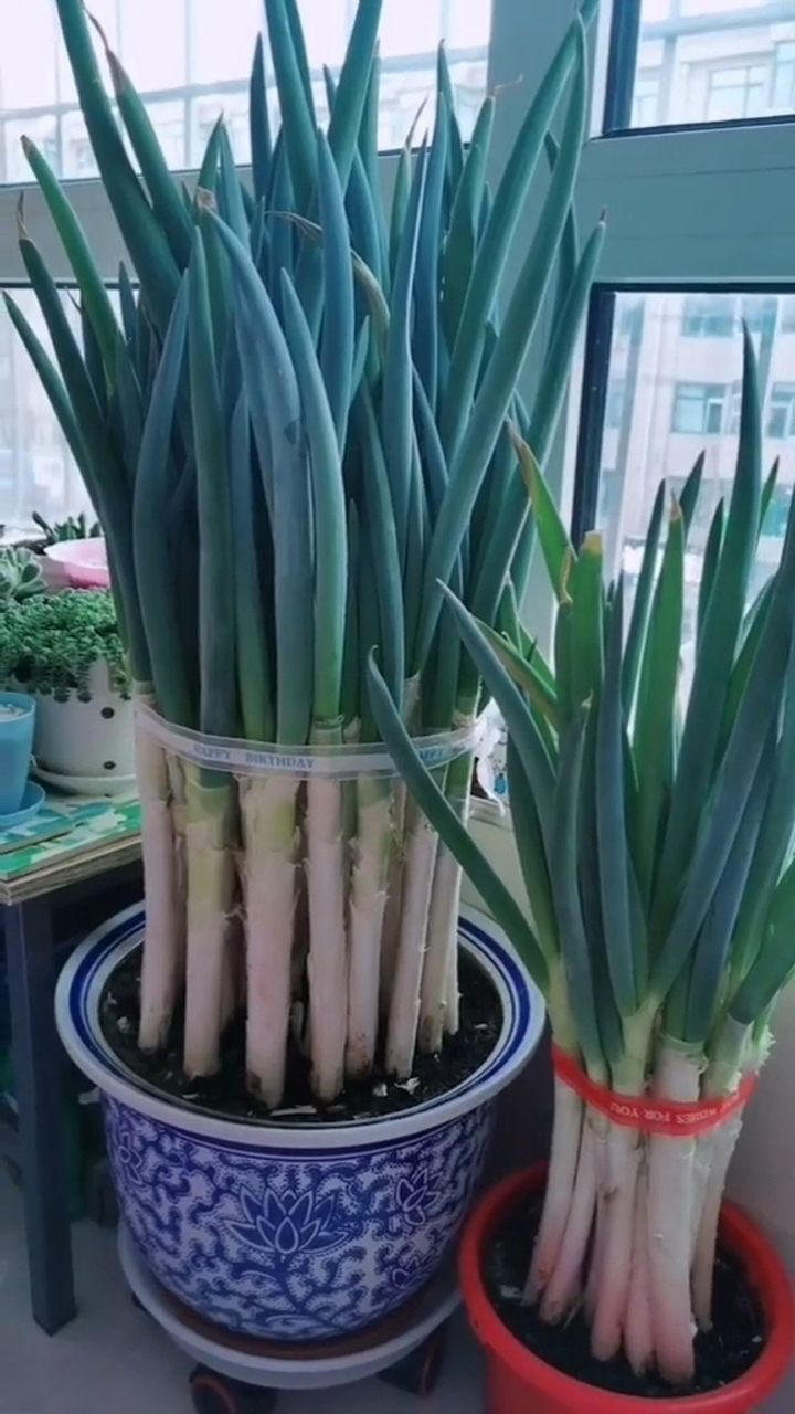 在楼房里栽大葱长的就是快