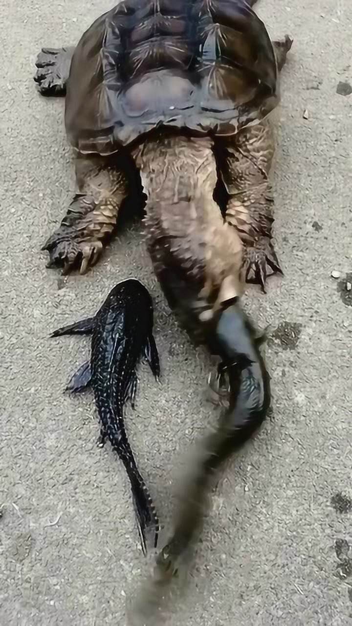 红尾鲶吃乌龟图片