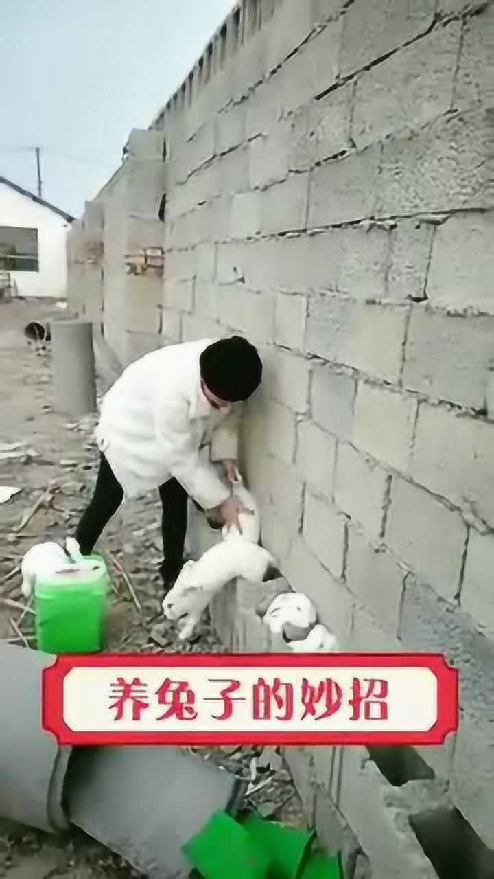 一个水泥砖一个兔子窝,兔子竟能这样养真是长见识了