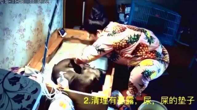 母猪的产后护理第一集神奇动物在