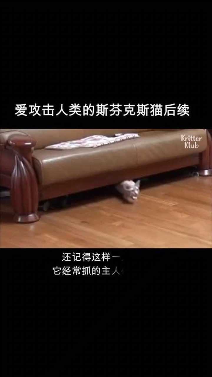 凶猫变乖记后续,见人就攻击的猫咪结局