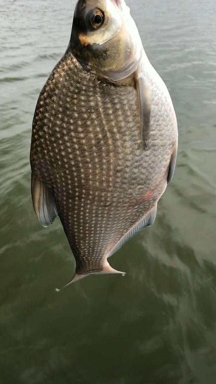 这个是大眼睛,学名眼鳊鱼,是最好钓的鱼了