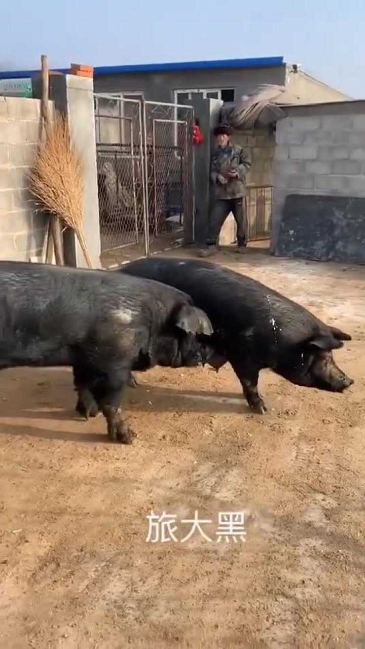 苏太黑猪#苏太种猪#苏太母猪报价#苏太母猪价格#苏太高产母