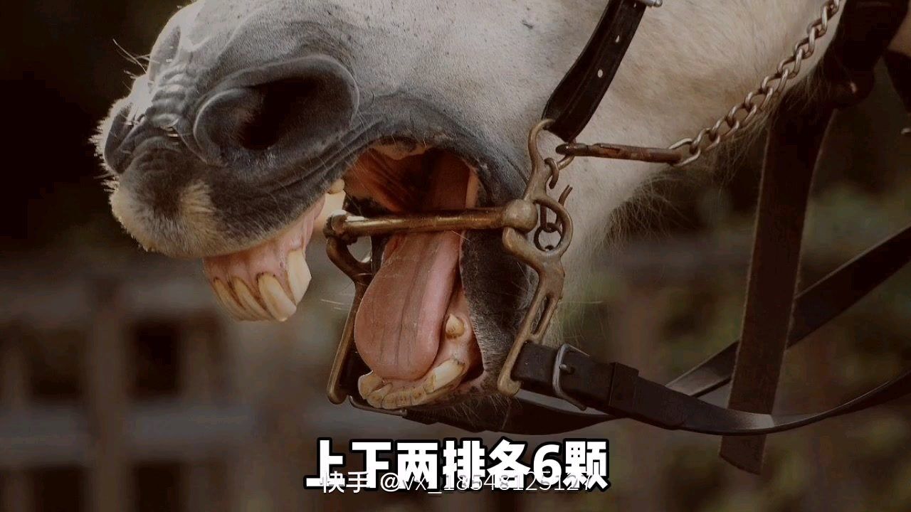 马牙齿