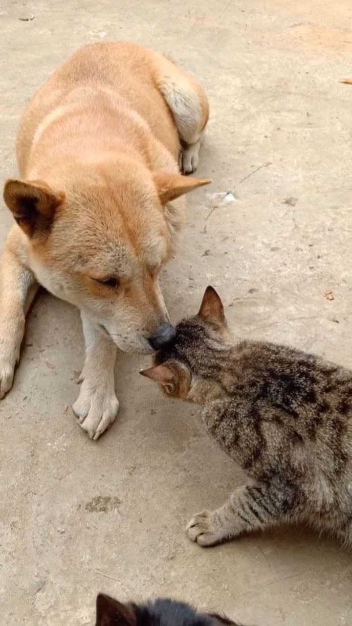 本来想狗猫抓虱子,结果