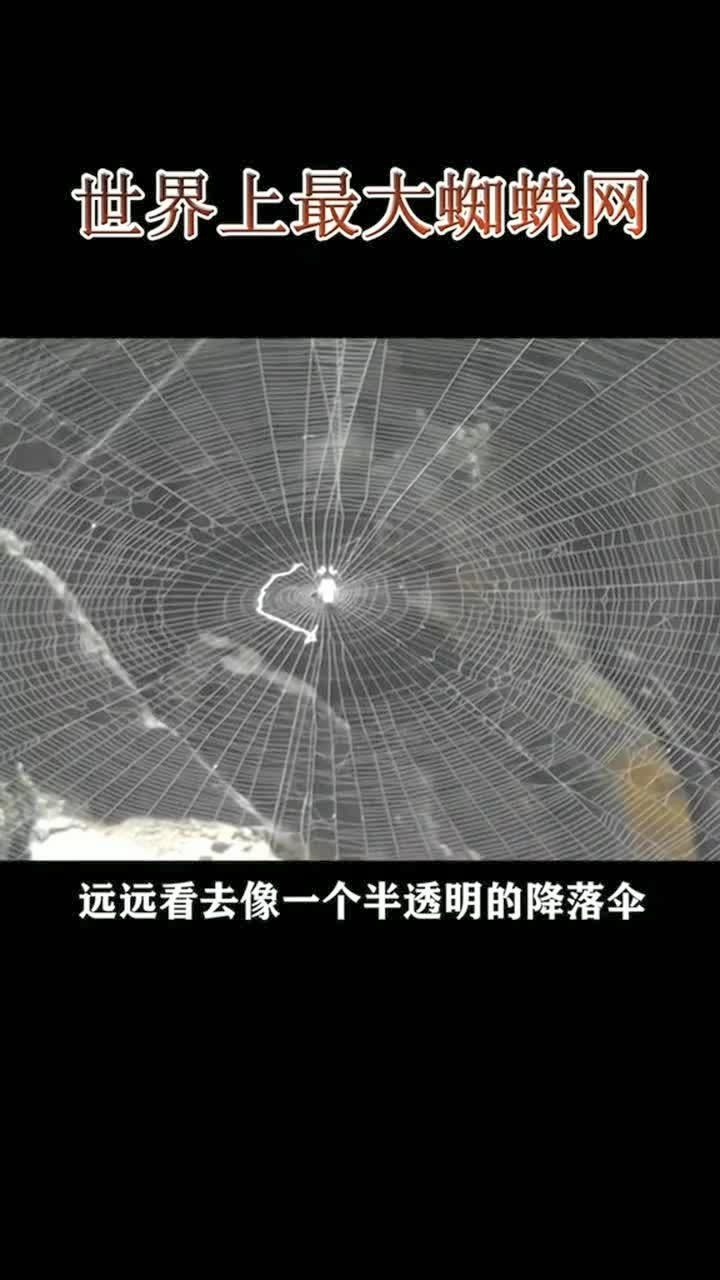 世界上最大的蜘蛛网