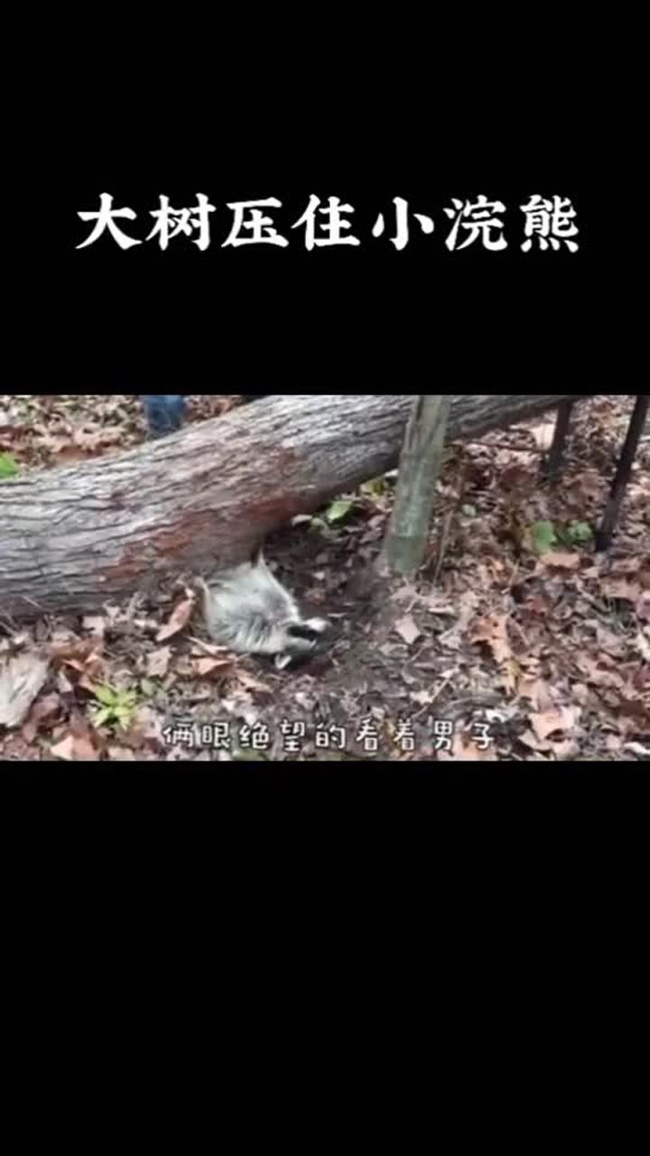 被大树压住的小熊