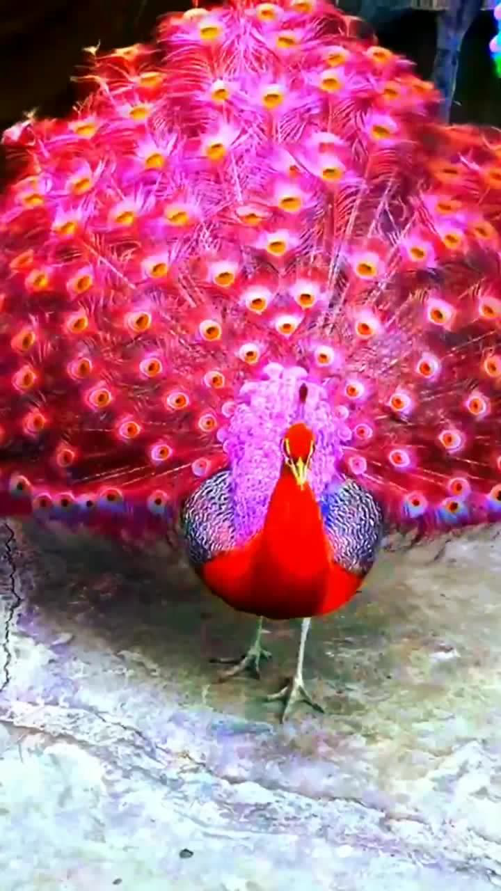 孔雀开屏加了滤镜之后真的很美