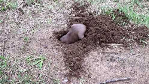 地鼠挖洞,速度很快