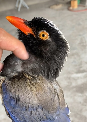 原来鸟耳朵是长这样的